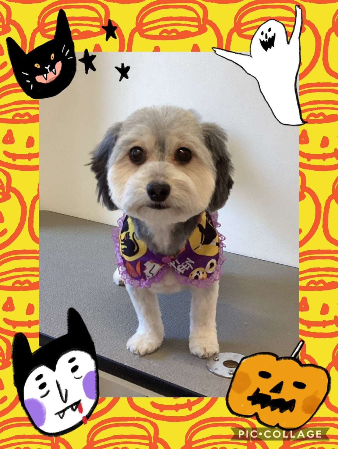 今日はゆずきちゃん、あずきちゃん、鈴ちゃんのトリミングの紹介です【奈良のエース動物病院】