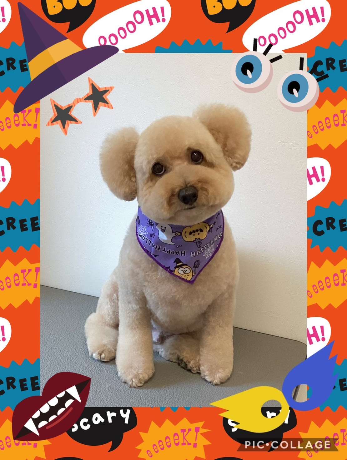 今日はロンちゃん、すももちゃん、ラムちゃん、モカちゃんのトリミングの紹介です【奈良のエース動物病院】