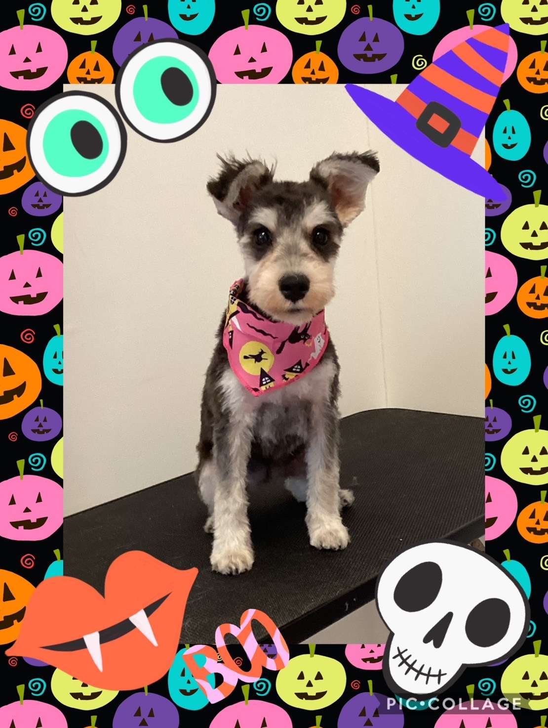 今日はシュナちゃん、みかんちゃん、きなこちゃんのトリミングの紹介です【奈良のエース動物病院】