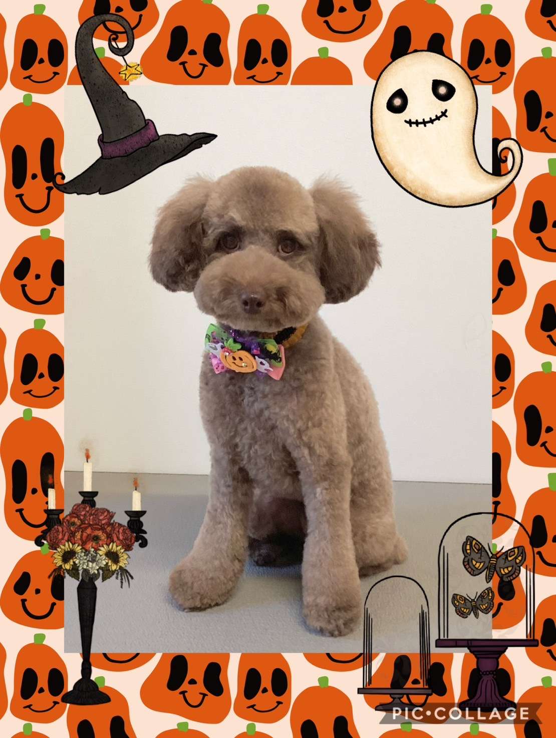 今日はあずきちゃん、みるくちゃん、ショコラちゃん、モコちゃん、くるみちゃんルフィちゃんのトリミングの紹介です【奈良のエース動物病院】