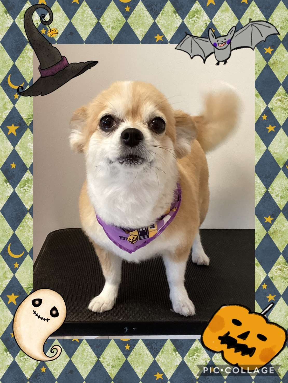 今日はチロルちゃん、バロンちゃん、ロイちゃん、るいちゃん、チャチャちゃん、ベッキーちゃんのトリミングの紹介です【奈良のエース動物病院】