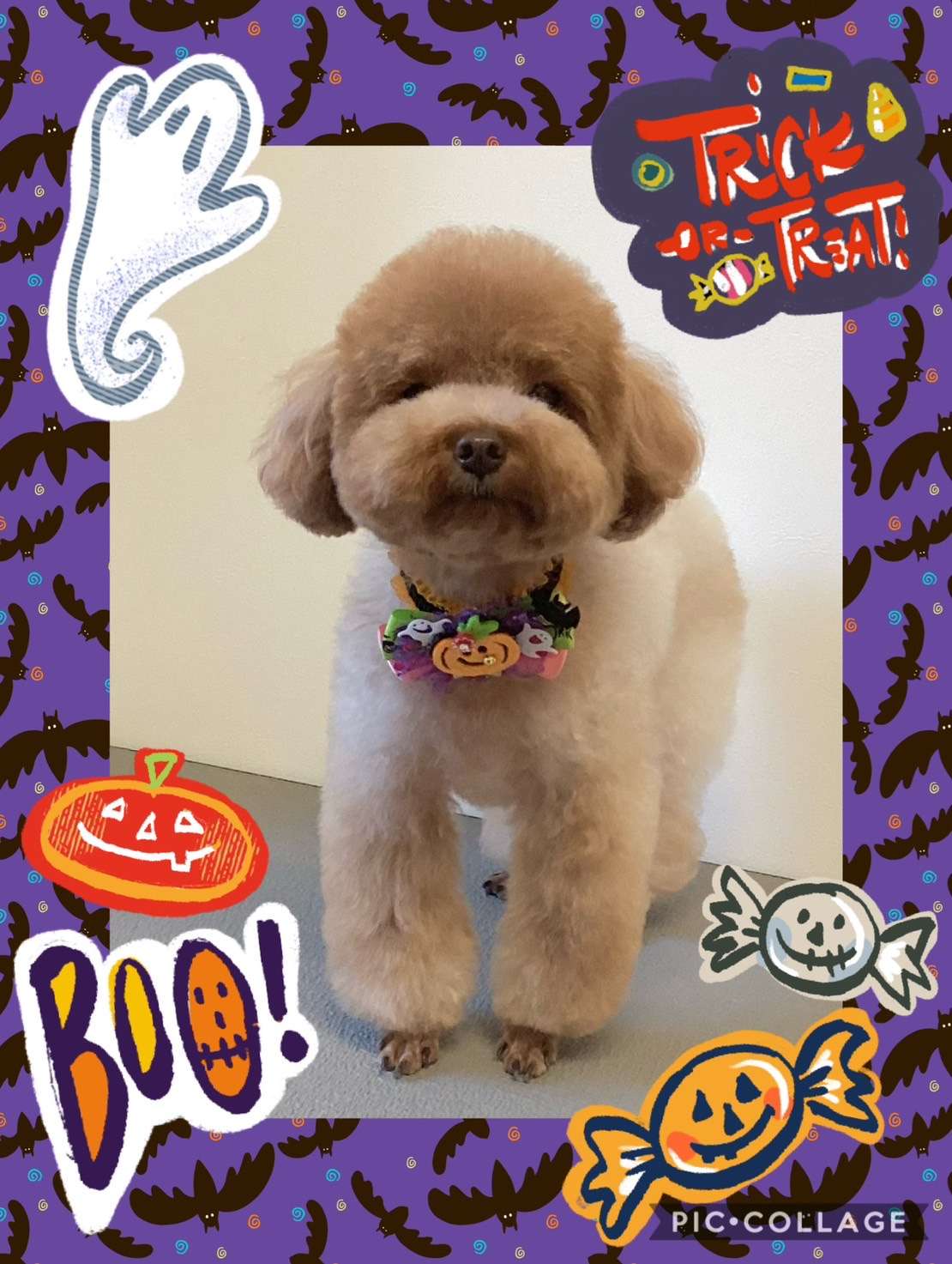 今日はもこちゃん、テンちゃん、ねむねむちゃん、ちろちゃん、ブランちゃんのトリミングの紹介です【奈良のエース動物病院】