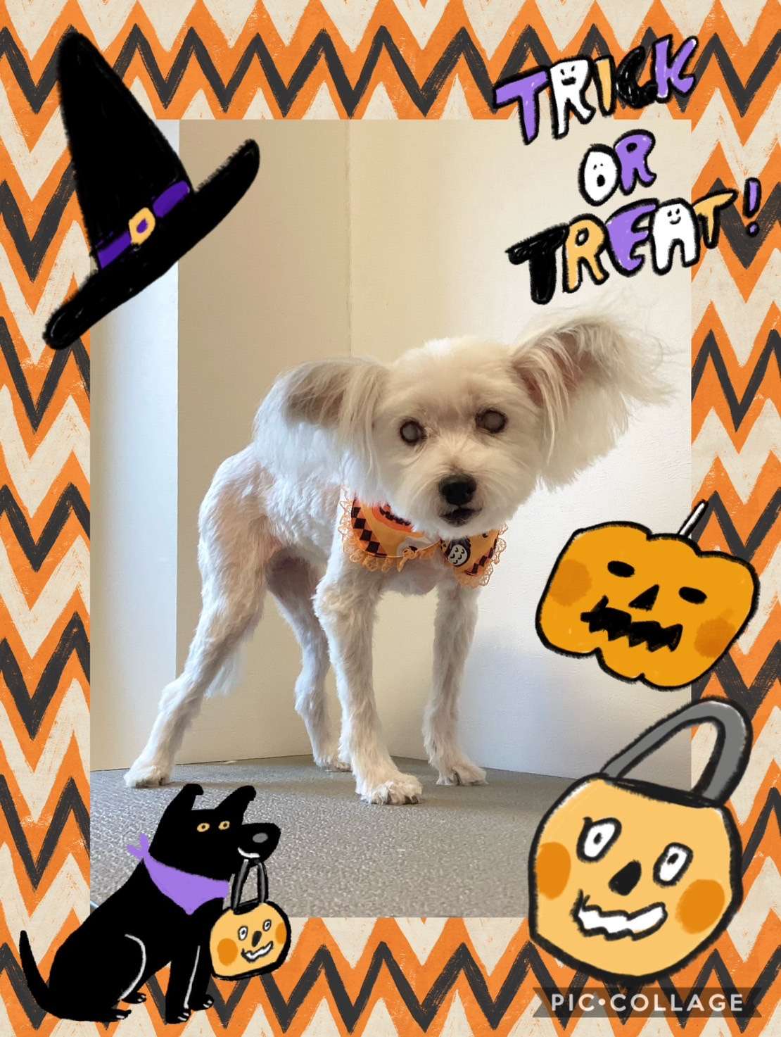 今日はルピちゃん、めるちゃん、ふくちゃん、レイちゃんのトリミングの紹介です【奈良のエース動物病院】