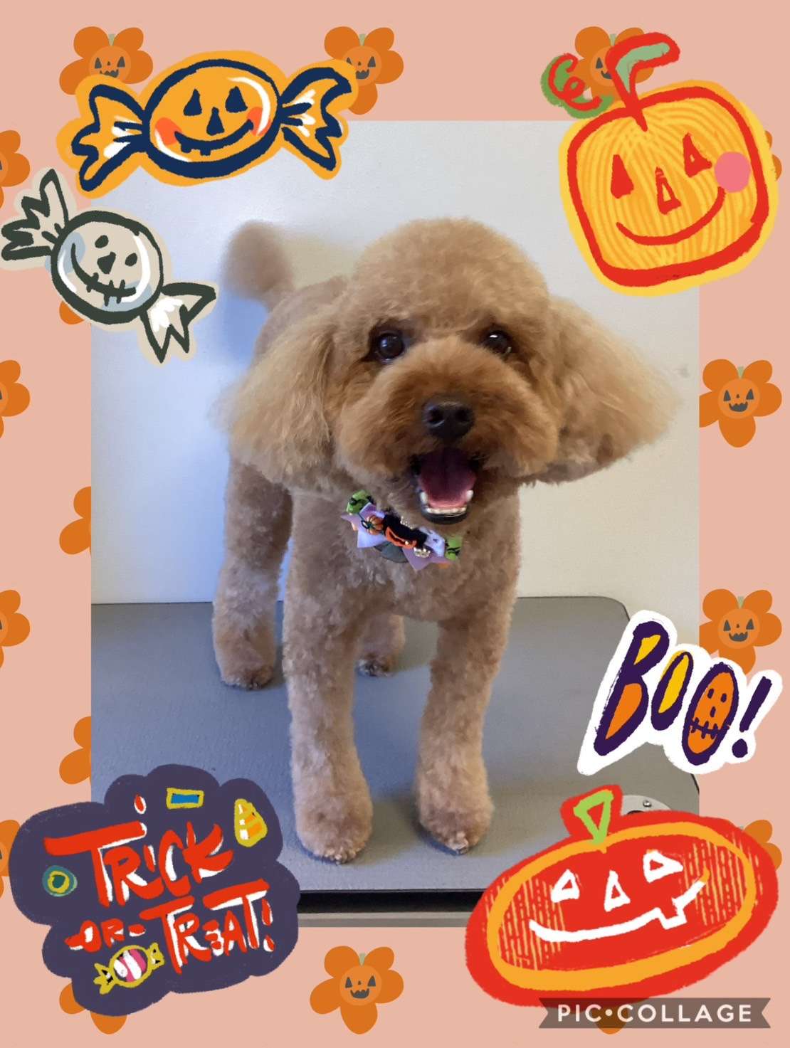 今日はぷうたちゃん、もずくちゃん、ココちゃん、モアナちゃん、ホクちゃん、ラニちゃんのトリミングの紹介です【奈良のエース動物病院】