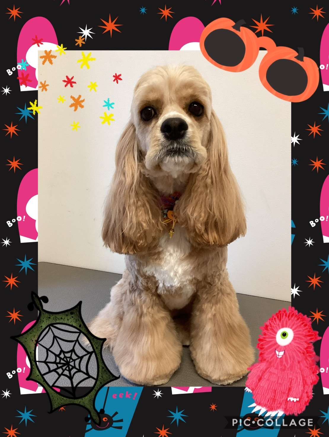 今日はリリィちゃん、すみれちゃん、あづきちゃんのトリミングの紹介です【奈良のエース動物病院】