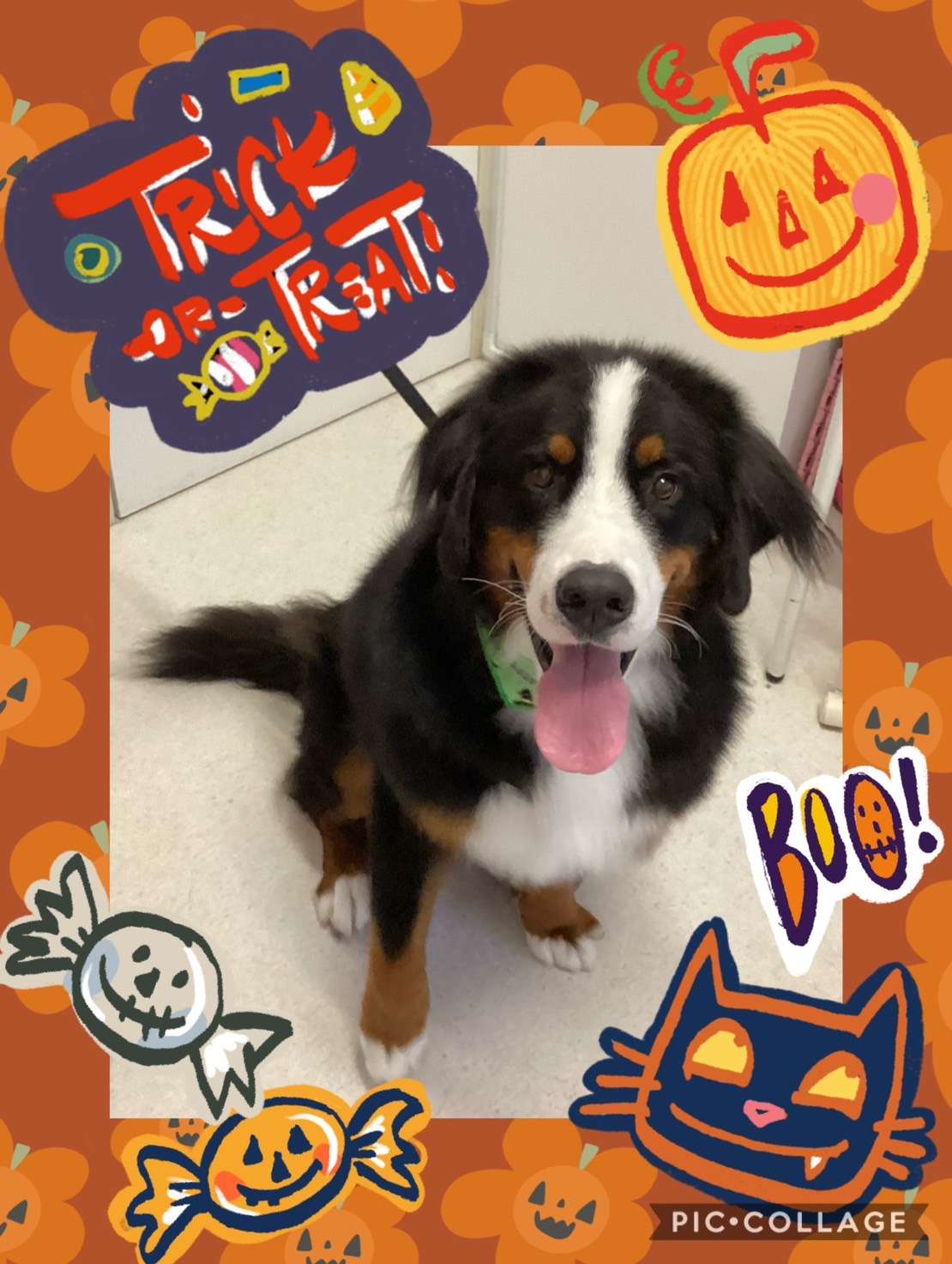 今日は大吉ちゃん、ルルちゃん、福ちゃん、コロンちゃん、レオンちゃんのトリミングの紹介です【奈良のエース動物病院】