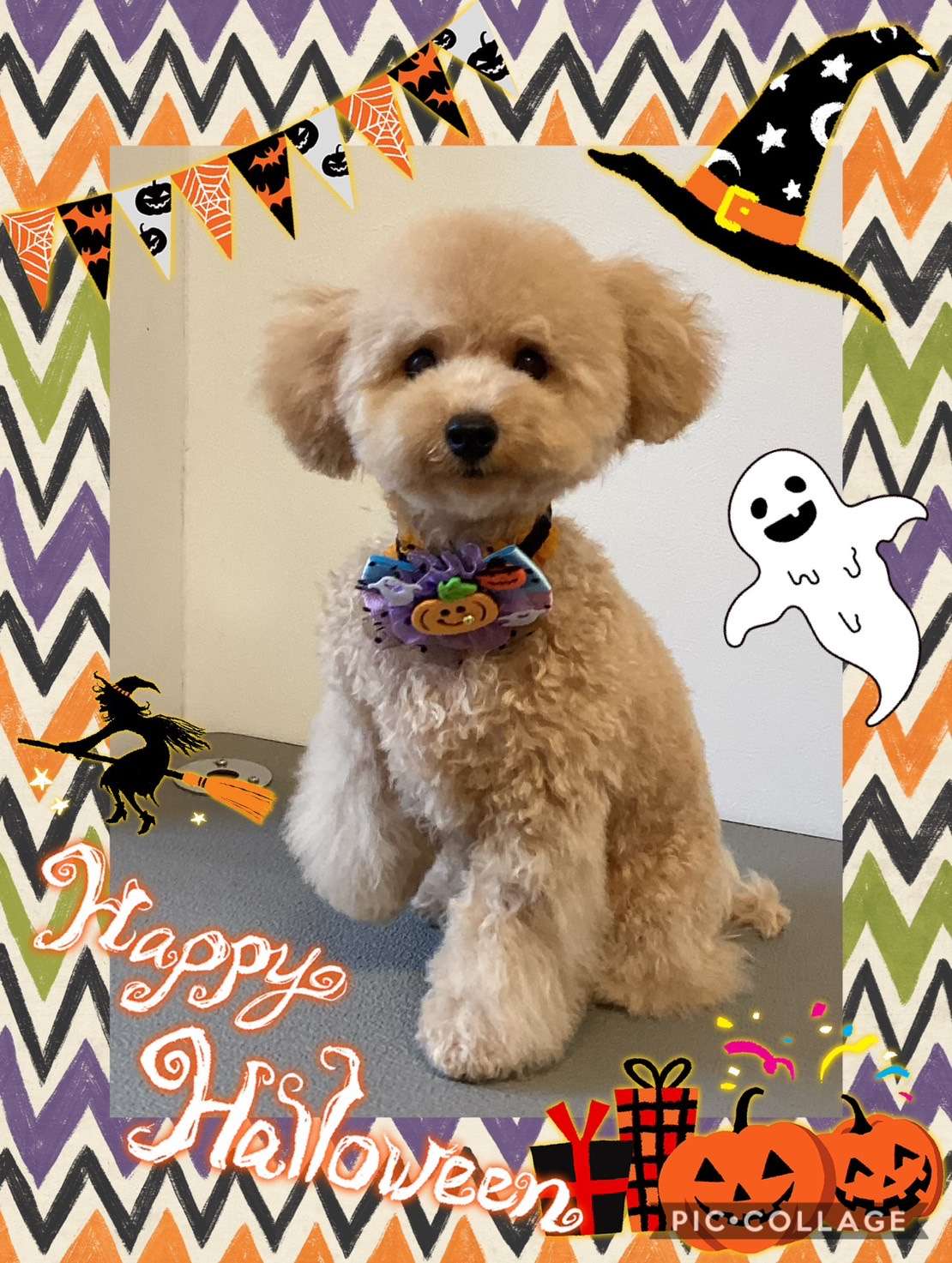 今日はラテちゃん、ナッツちゃん、おもちちゃん、むぎちゃん、そるてちゃん、プリンちゃんのトリミングの紹介です【奈良のエース動物病院】