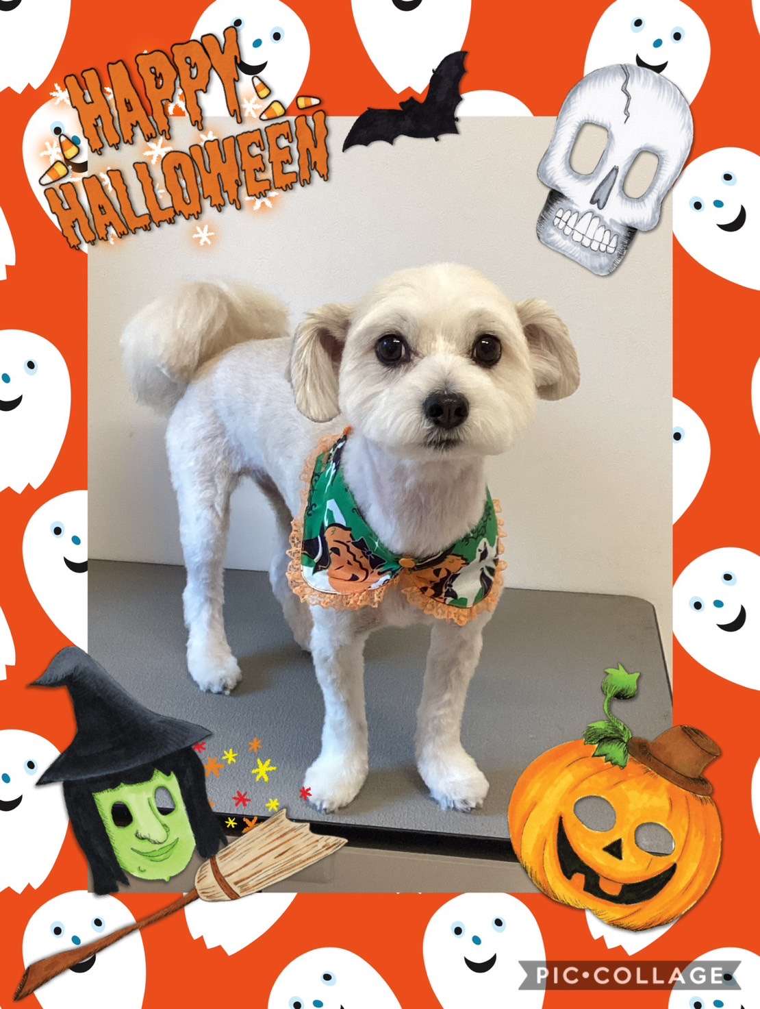 今日はノブちゃん、まろちゃん、まろんちゃん、チェロちゃんのトリミングの紹介です【奈良のエース動物病院】