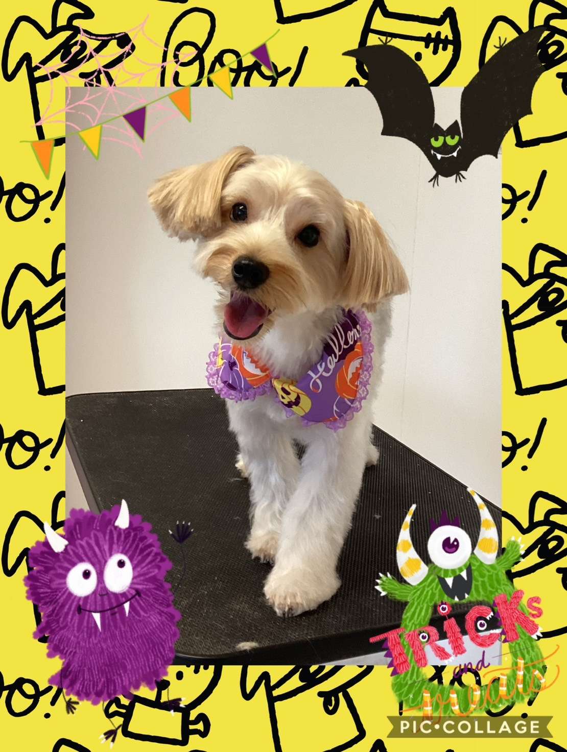 今日はテトちゃん、ポコちゃん、ぺろちゃん、とわちゃん、クーちゃん、ひなたちゃんのトリミングの紹介です【奈良のエース動物病院】