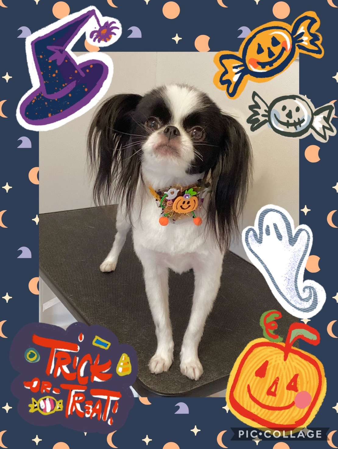 今日はパピコちゃん、ゆずちゃん、あんずちゃん、銀平ちゃん、こたろうちゃん、萌和ちゃんのトリミングの紹介です【奈良のエース動物病院】