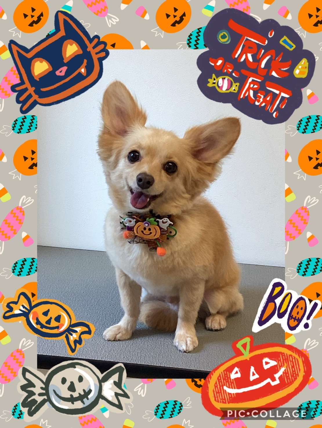 今日はレオちゃん、波瑠ちゃん、リルちゃんのトリミングの紹介です【奈良のエース動物病院】