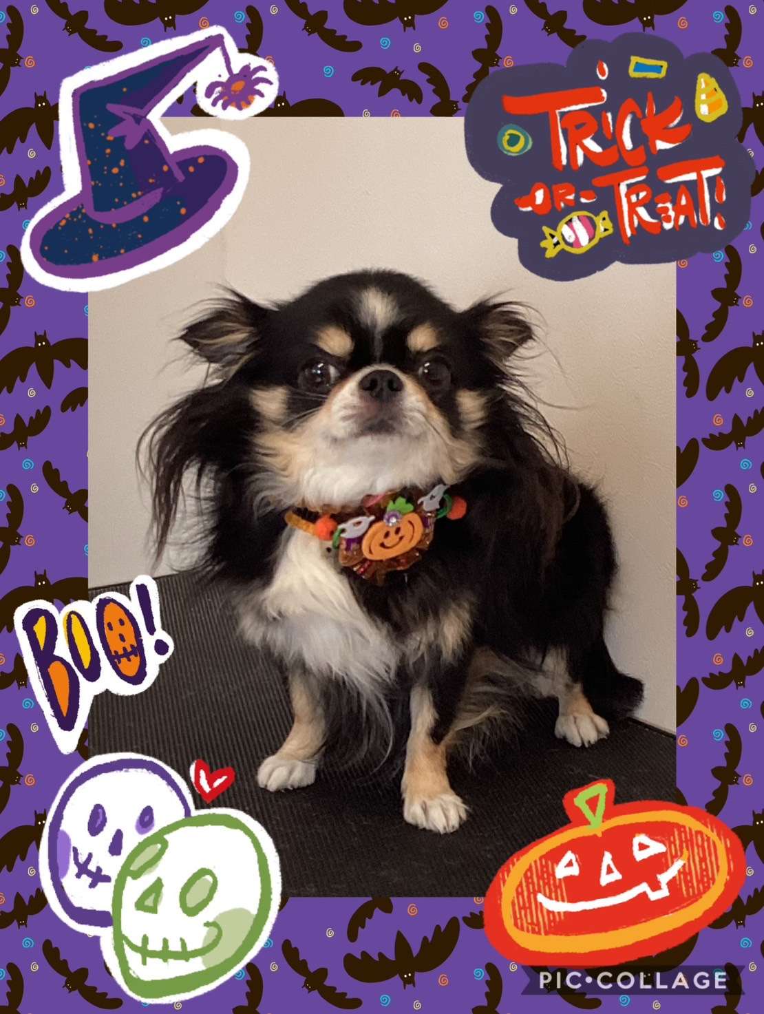 今日は伊吹ちゃん、エリーちゃん、斎ちゃん、小麦ちゃん、コロンちゃんのトリミングの紹介です【奈良のエース動物病院】