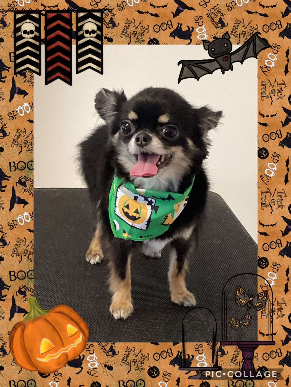 今日は竹之助ちゃん、松之助ちゃん、カラちゃんのトリミングの紹介です【奈良のエース動物病院】