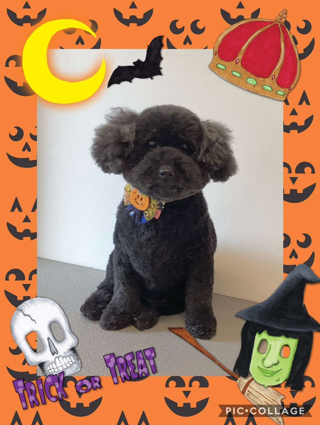 今日はクロちゃん、Royちゃん、蘭丸ちゃん、ダミエちゃん、ととちゃん、ラテちゃんのトリミングの紹介です【奈良のエース動物病院】