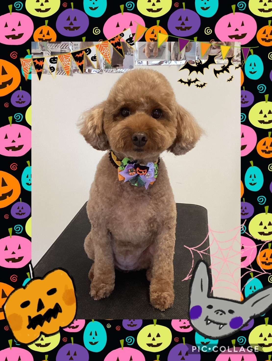 今日はチョコちゃん、シェリーちゃん、レオナルドちゃん、マルコちゃん、めるちゃんのトリミングの紹介です【奈良のエース動物病院】