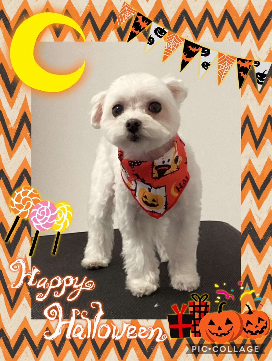 今日は空ちゃん、海ちゃん、ハナちゃん、ぷぅちゃん、ももちゃん、小夜ちゃんのトリミングの紹介です【奈良のエース動物病院】