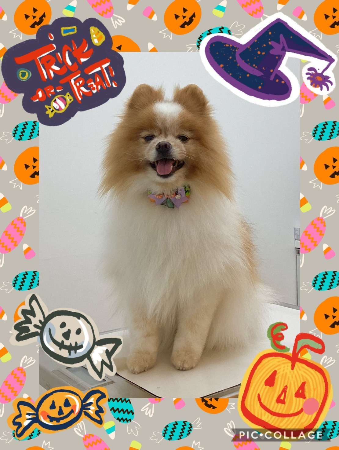 今日はむぎちゃん、ちゃこちゃん、リオンちゃん、リアちゃん、さくちゃん、ブロリーちゃんのトリミングの紹介です【奈良のエース動物病院】