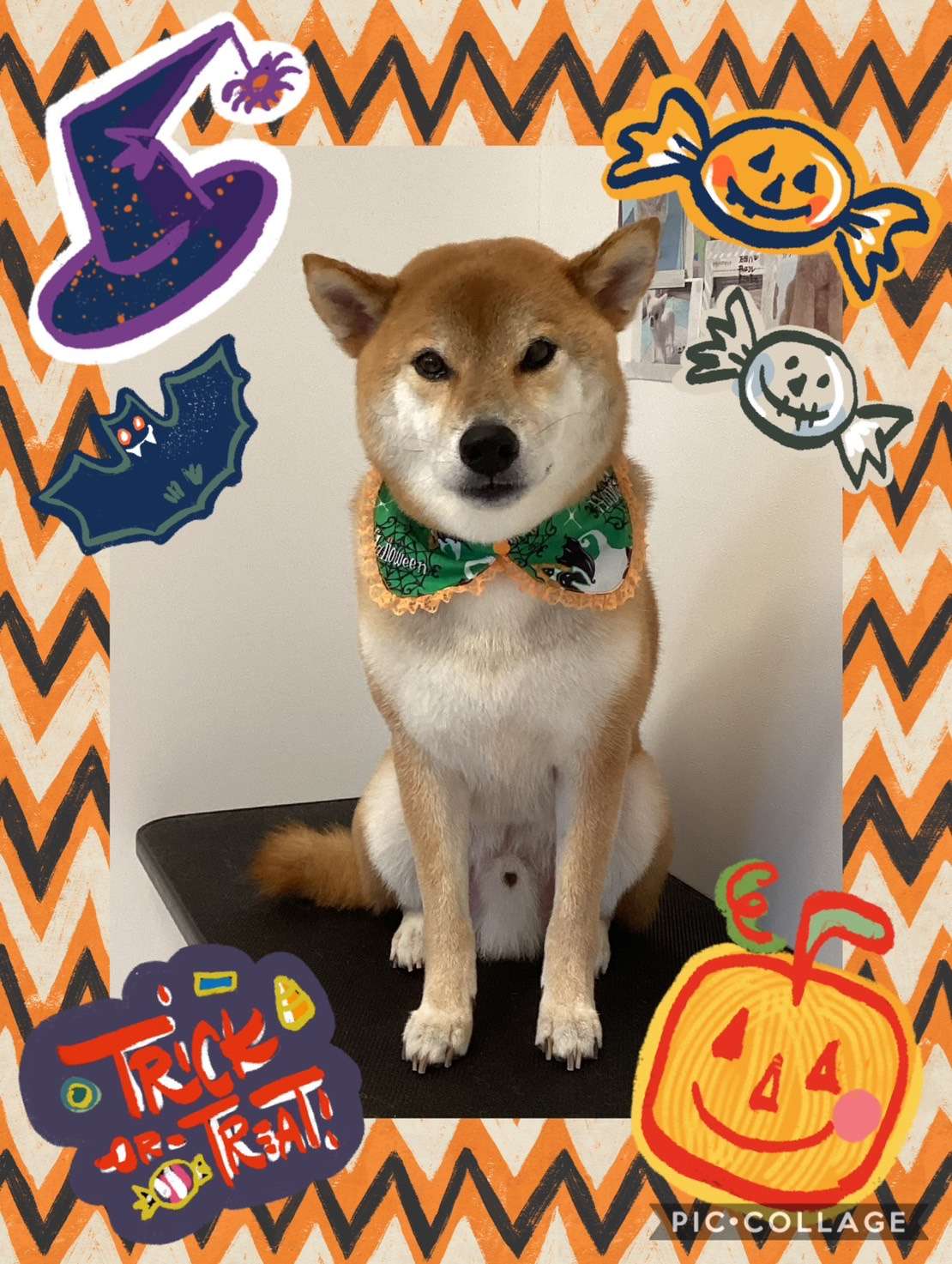 今日は銀大朗ちゃん、昇大朗ちゃん、ルフィちゃんのトリミングの紹介です【奈良のエース動物病院】