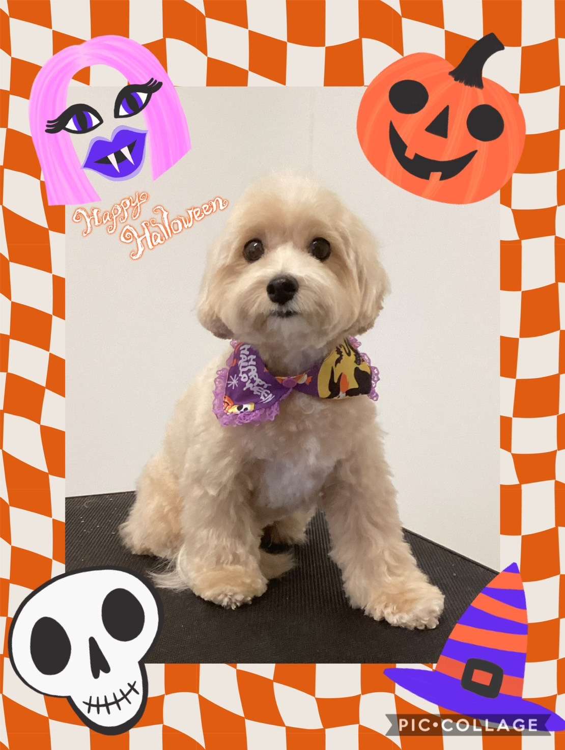 今日は恋來ちゃん、ボビーちゃん、ロビンちゃん、バディちゃん、ラムちゃん、蘭太ちゃんのトリミングの紹介です【奈良のエース動物病院】