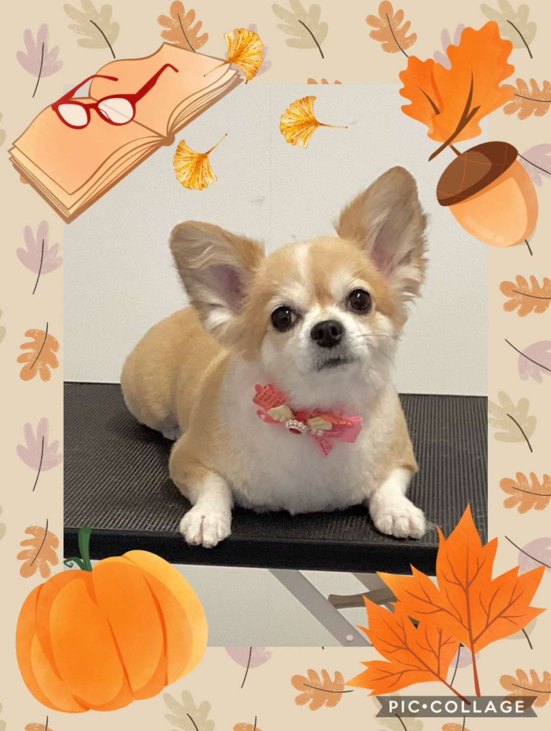 今日はチロルちゃん、はなまるちゃん、大福ちゃん、きなこちゃん、みかんちゃん、シェリーちゃんのトリミングの紹介です【奈良のエース動物病院】