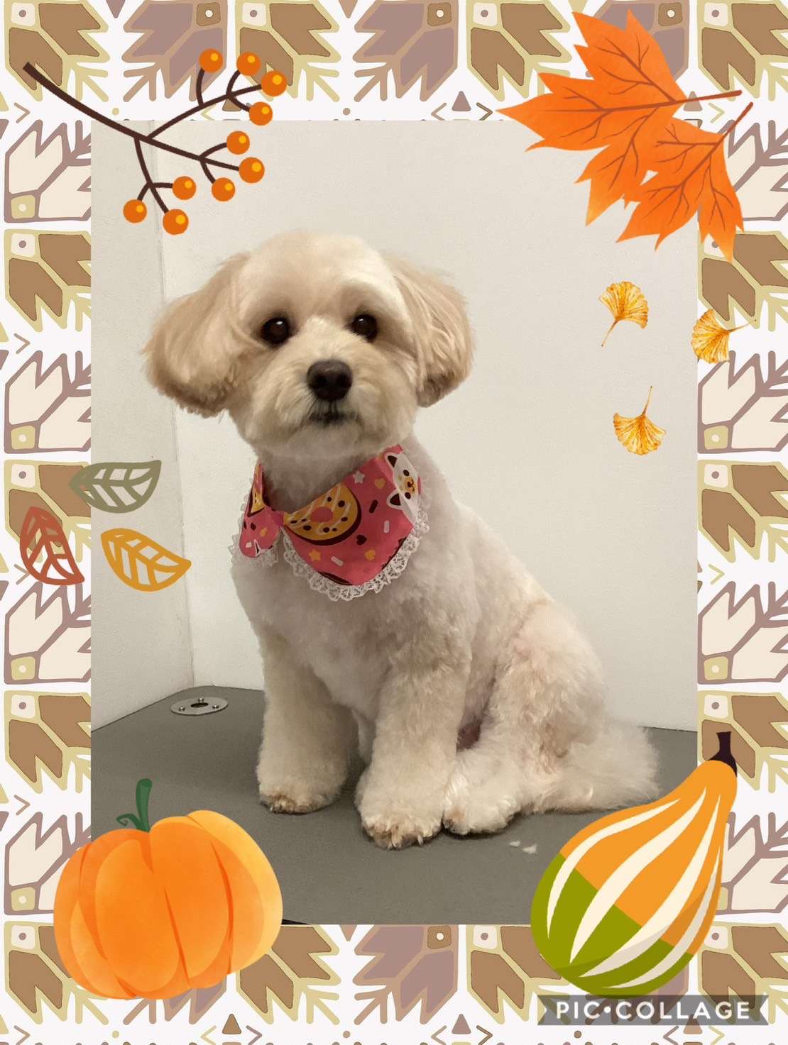 今日はみるくちゃん、ななちゃん、モコちゃん、マシュちゃん、あずきちゃん、モカちゃんのトリミングの紹介です【奈良のエース動物病院】