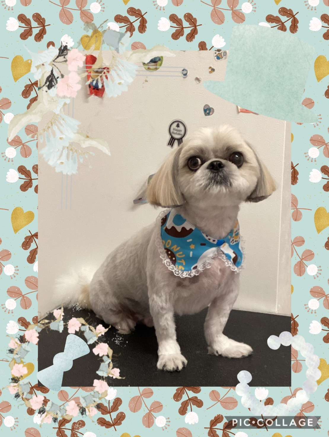 今日はテンちゃん、もこちゃん、ベリーちゃん、メロンちゃん、鈴ちゃん、すももちゃんのトリミングの紹介です【奈良のエース動物病院】