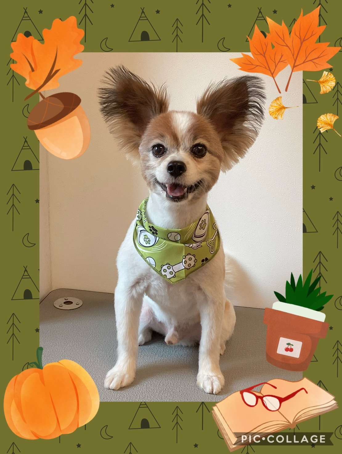 今日はれんちゃん、ラスカちゃん、チャチャちゃん、レイちゃん、だいすけちゃん、ちゃちゃちゃんのトリミングの紹介です【奈良のエース動物病院】