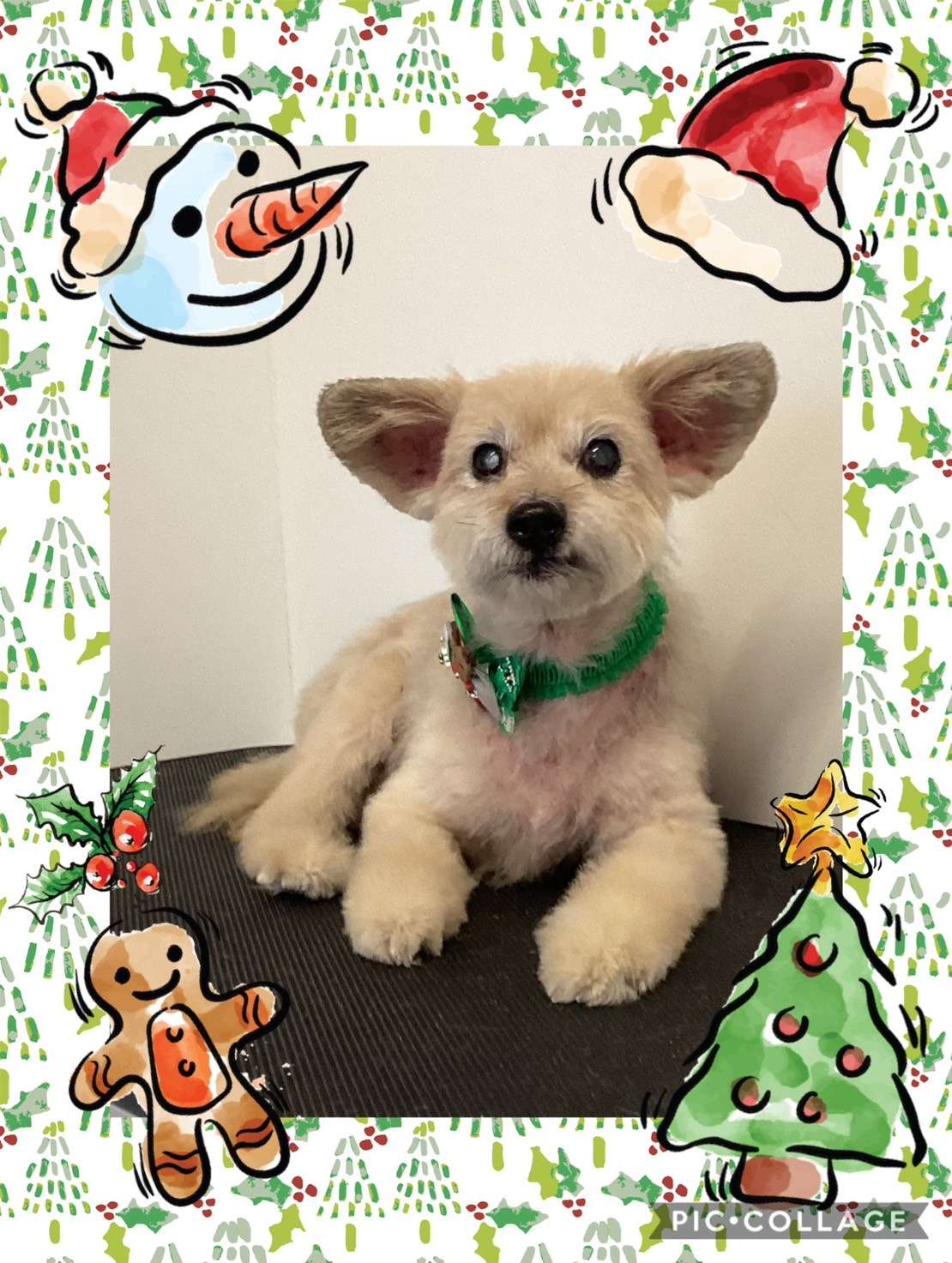 今日はマシュちゃん、ルパンちゃんのトリミングの紹介です【奈良のエース動物病院】