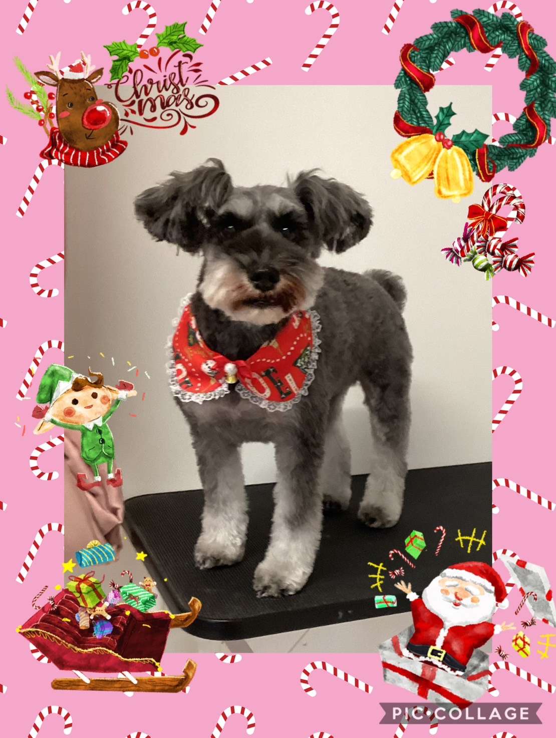 今日はもずくちゃん、ぷうたちゃん、レイちゃん、るいちゃん、チロちゃん、恋來ちゃんのトリミングの紹介です【奈良のエース動物病院】