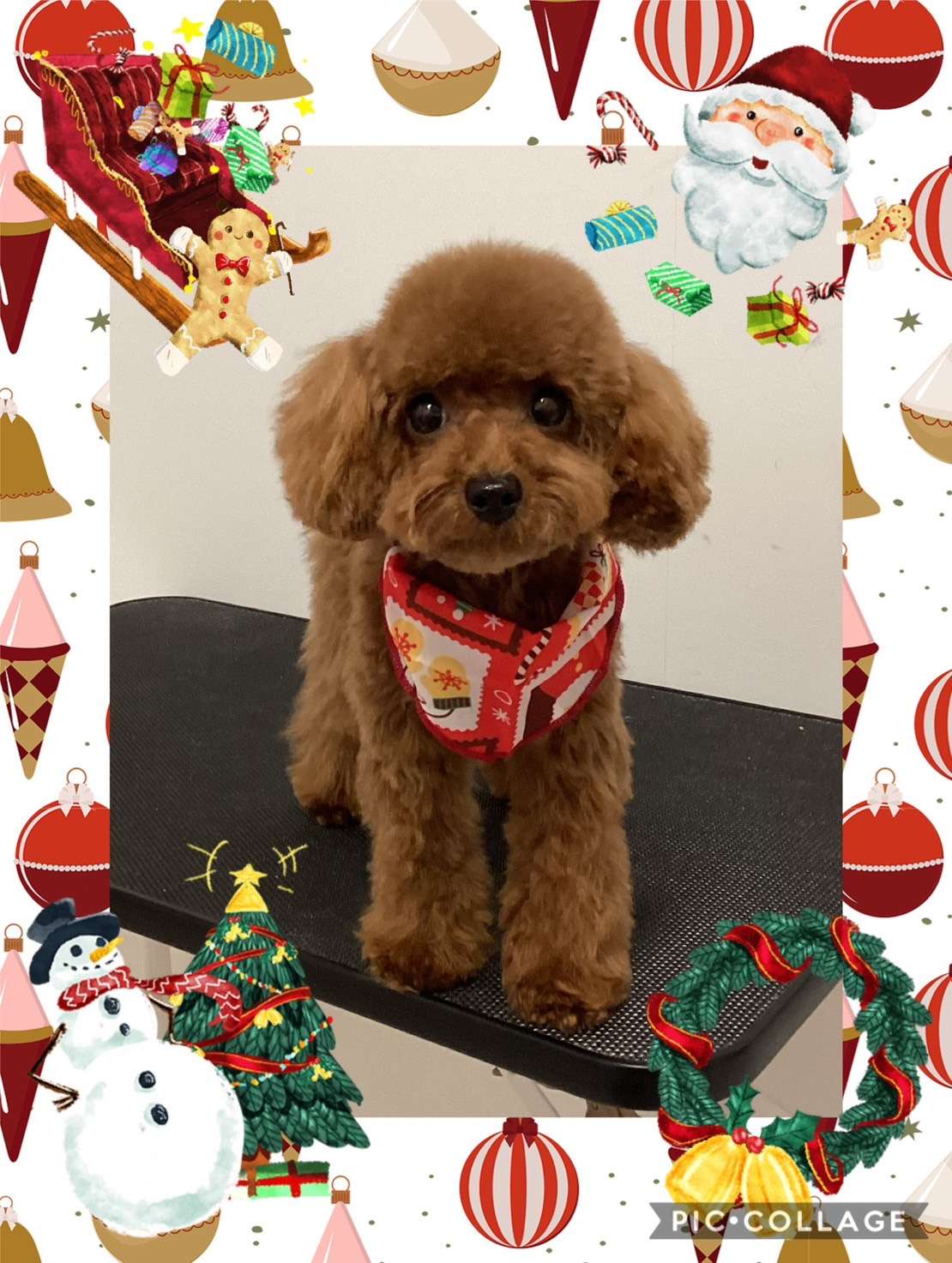 今日はエリちゃん、みるくちゃん、チャチャちゃん、かいちゃん、大福ちゃん、はなまるちゃんのトリミングの紹介です【奈良のエース動物病院】