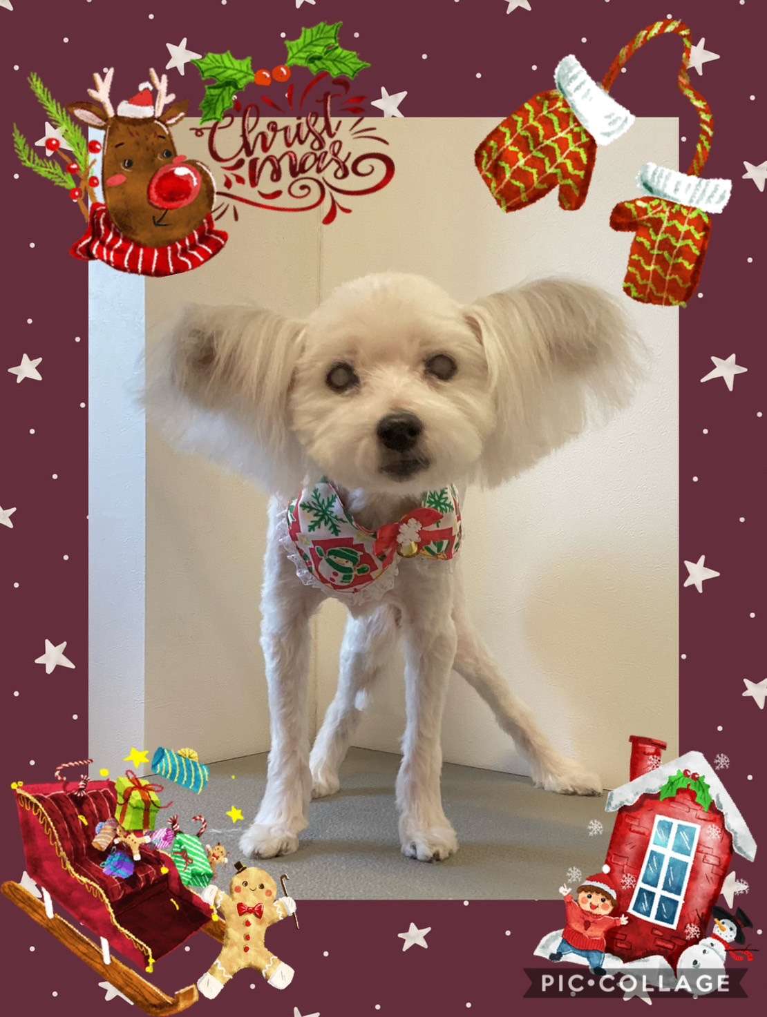 今日はルピちゃん、レオちゃん、チョコちゃん、バニラちゃんのトリミングの紹介です【奈良のエース動物病院】