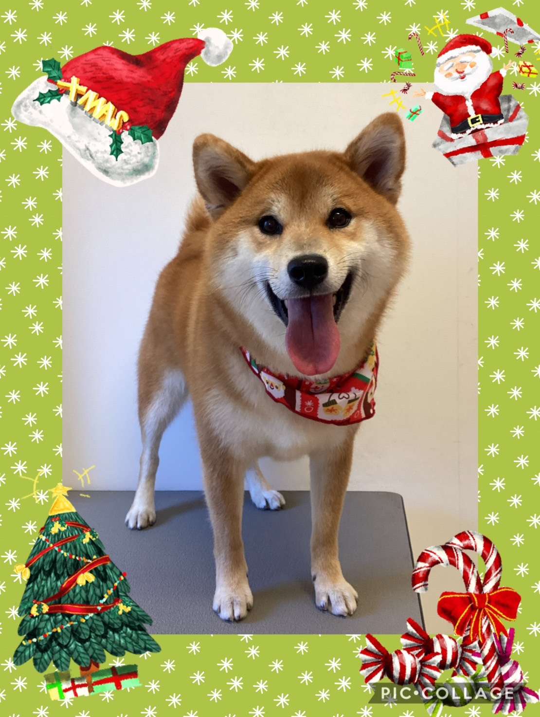 今日はクッキーちゃん、リオンちゃん、そるてちゃん、ウリちゃん、ヨルちゃん、まめちゃんのトリミングの紹介です【奈良のエース動物病院】