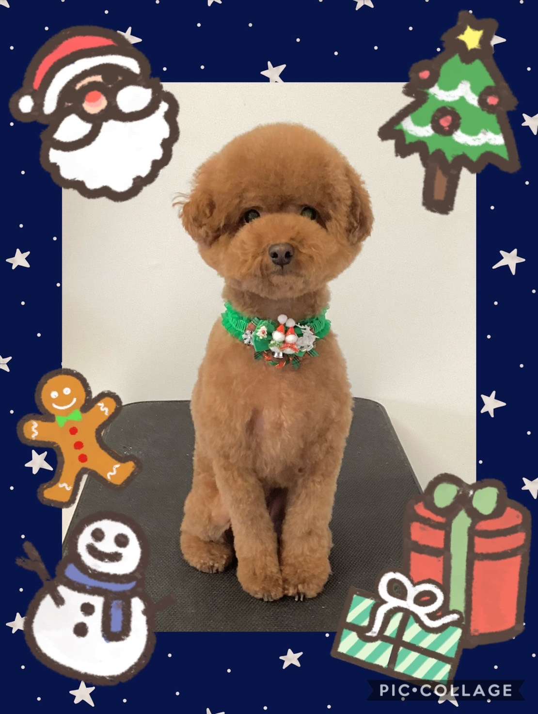 今日はななちゃん、バディちゃん、ちゃずちゃん、ばびちゃん、いちちゃん、レオンちゃん、ココちゃんのトリミングの紹介です【奈良のエース動物病院】