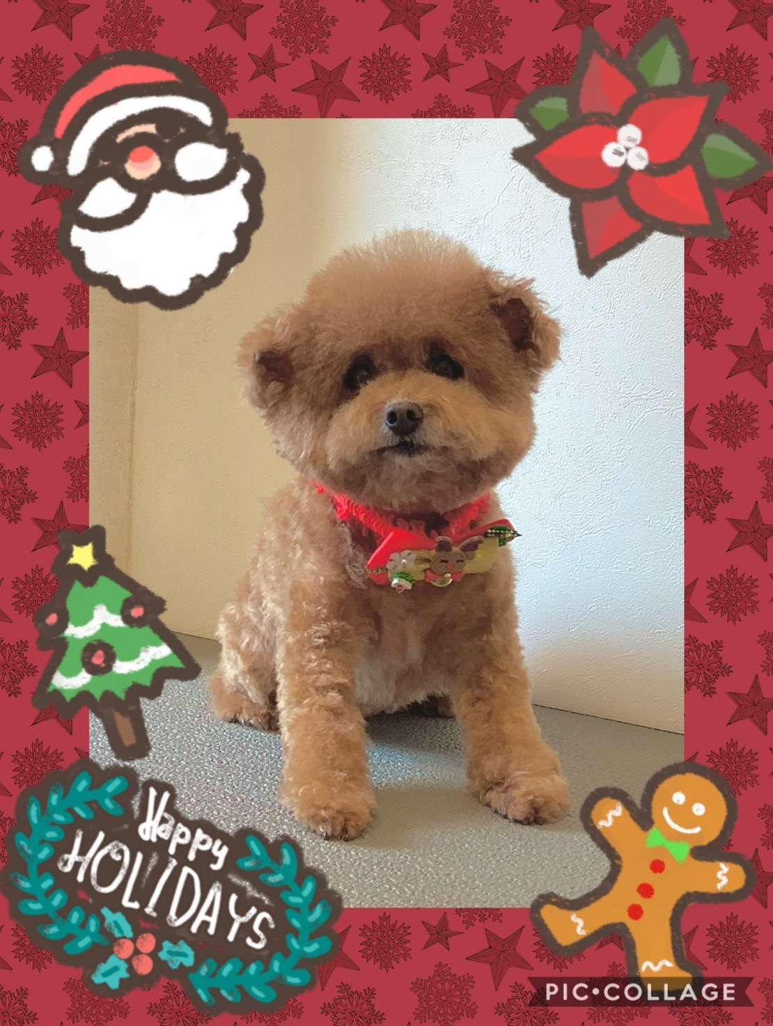 今日はシェリーちゃん、ショコラちゃん、虎ちゃん、ダンちゃん、とわちゃんのトリミングの紹介です【奈良のエース動物病院】