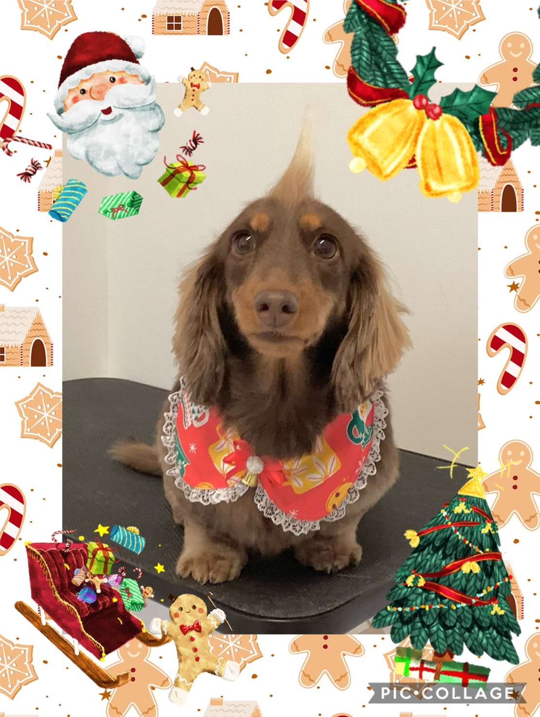 今日はダミエちゃん、エースちゃん、ロビンちゃん、チョコちゃん、ルルちゃん、すみれちゃん、くろちゃんのトリミングの紹介です【奈良のエース動物病院】