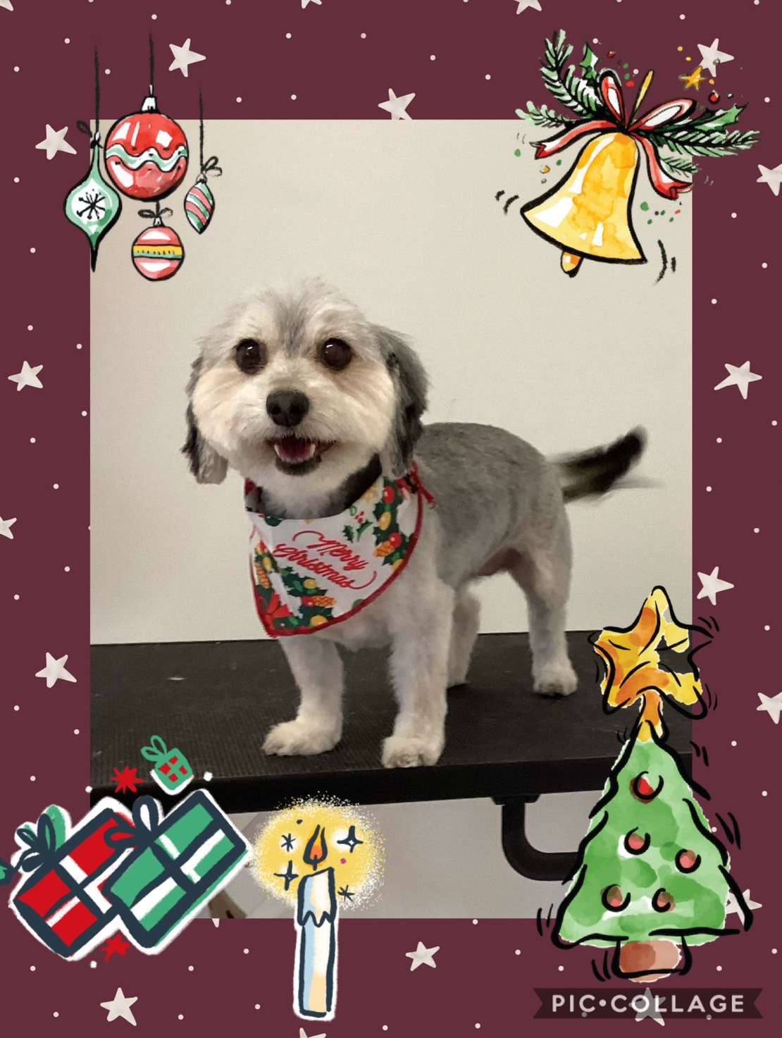 今日はゆずきちゃん、あずきちゃん、萌和ちゃん、Royちゃん、ぷぅちゃんのトリミングの紹介です【奈良のエース動物病院】