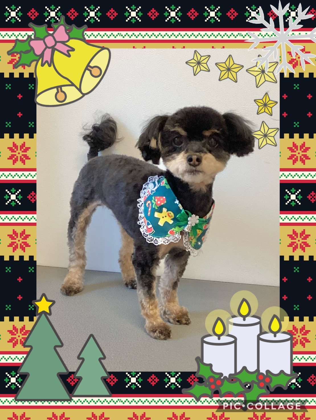 今日はチャコラインちゃん、さくちゃん、斎ちゃん、にこちゃん、リズちゃん、ラテちゃん、ナッツちゃん、むぎちゃんのトリミングの紹介です【奈良のエース動物病院】