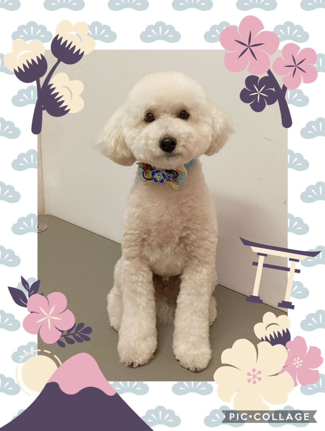 今日はロイちゃん、福ちゃん、ココちゃん、チャイちゃん、ゆずちゃん、ルナちゃんのトリミングの紹介です【奈良のエース動物病院】