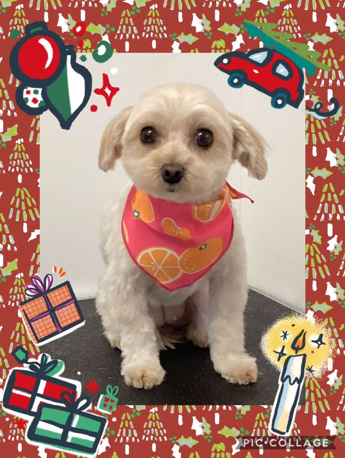 今日はチャチャちゃん、まるちゃん、大吉ちゃん、リルちゃんのトリミングの紹介です【奈良のエース動物病院】