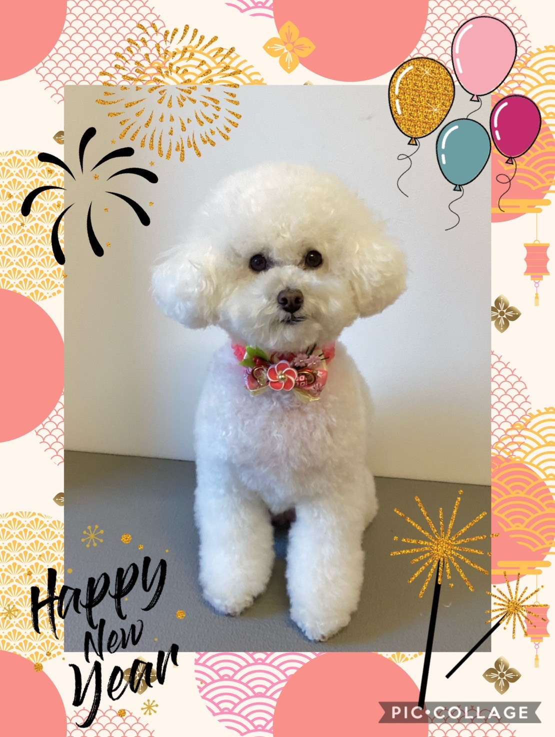 今日はめるちゃん、あんじゅちゃん、レオナルドちゃん、マルコちゃん、ティッキーちゃんのトリミングの紹介です【奈良のエース動物病院】