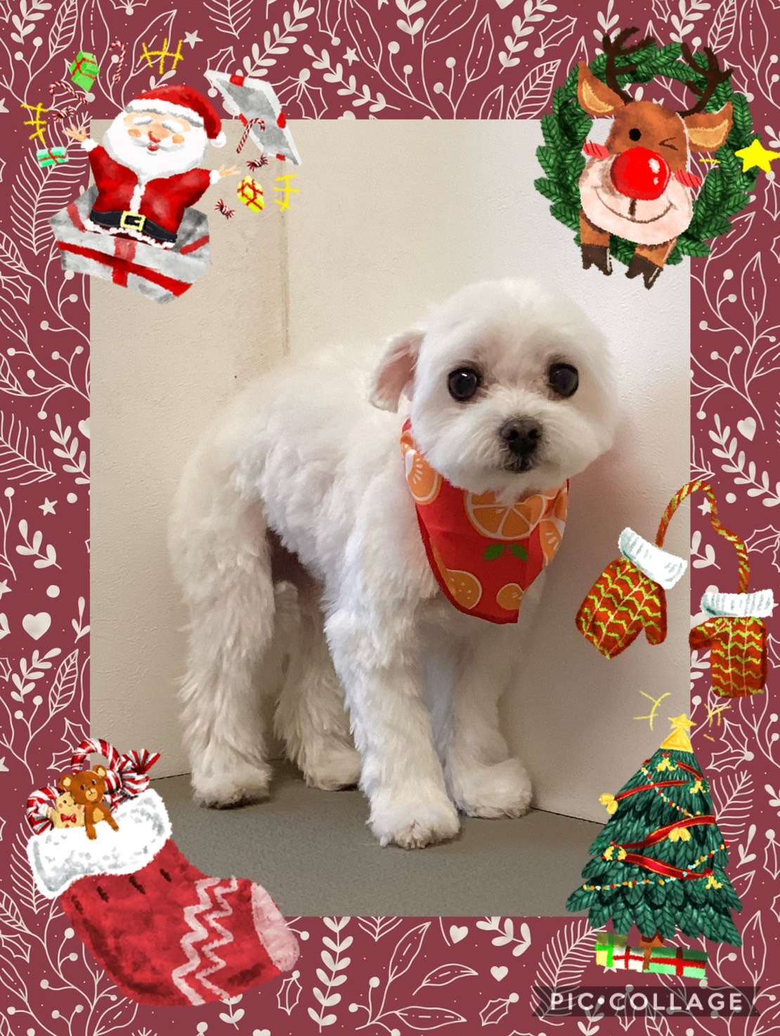 今日は空ちゃん、海ちゃん、月ちゃん、ふくちゃん、だいすけちゃん、レオちゃんのトリミングの紹介です【奈良のエース動物病院】