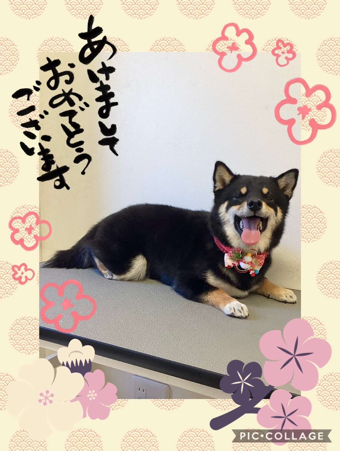 今日はむぎちゃん、ブロリーちゃん、小麦ちゃん、りんごちゃん、おもちちゃん、むぎちゃん、伊吹ちゃん、エリーちゃんのトリミングの紹介です【奈良のエース動物病院】