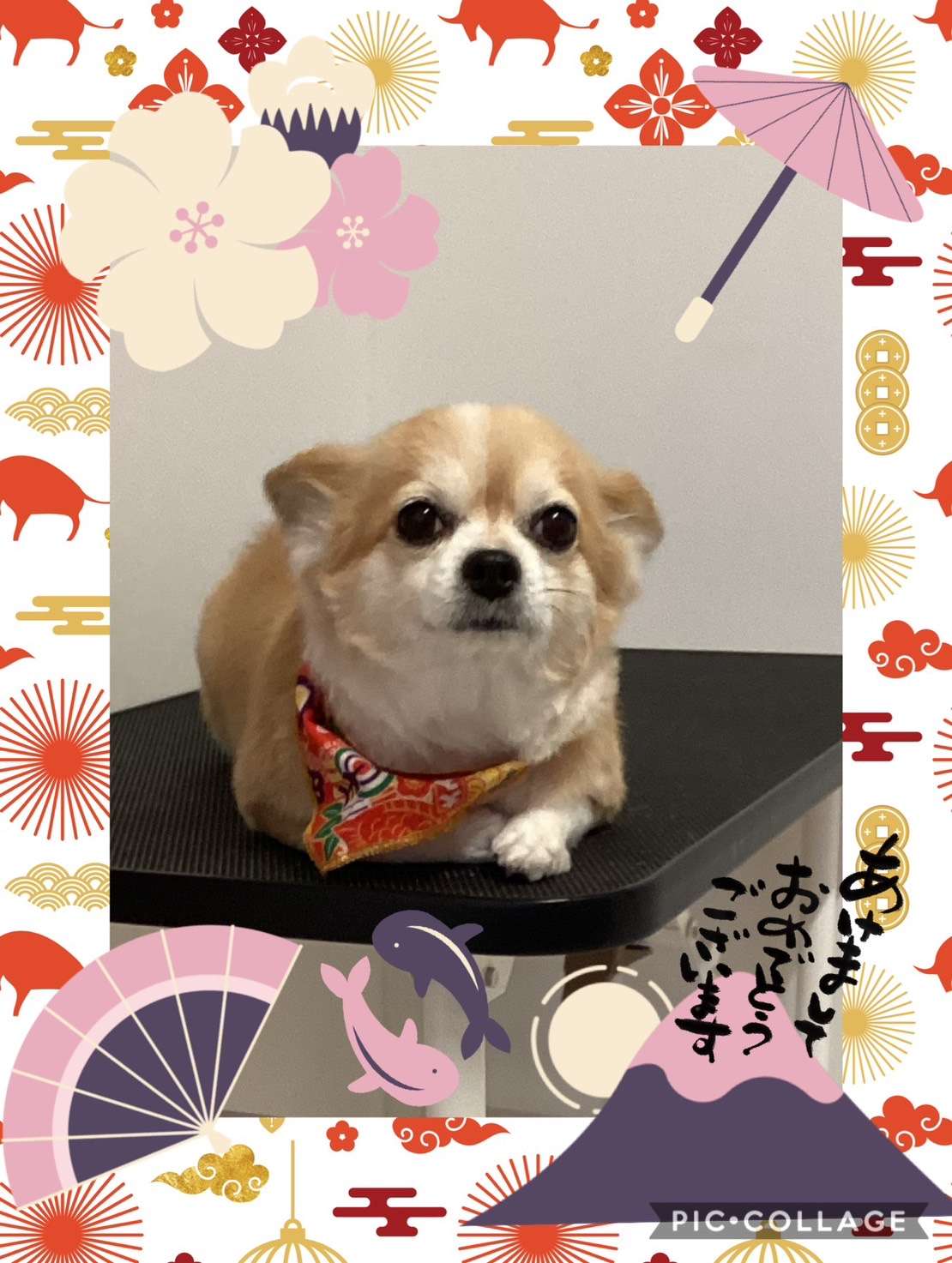 今日はチロルちゃん、いっぽちゃん、カラちゃん、ボビーちゃん、チョコちゃん、蘭丸ちゃん、コロンちゃんのトリミングの紹介です【奈良のエース動物病院】