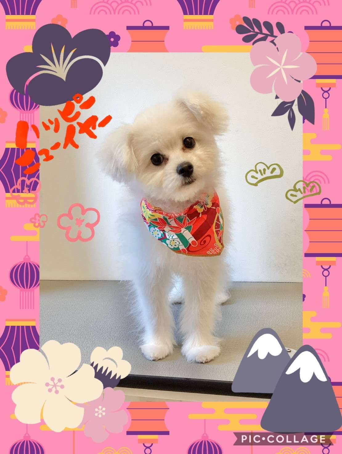 今日はるるちゃん、テトちゃん、こうたちゃん、チャチャちゃん、ラムちゃん、チェロちゃん、小夜ちゃんのトリミングの紹介です【奈良のエース動物病院】