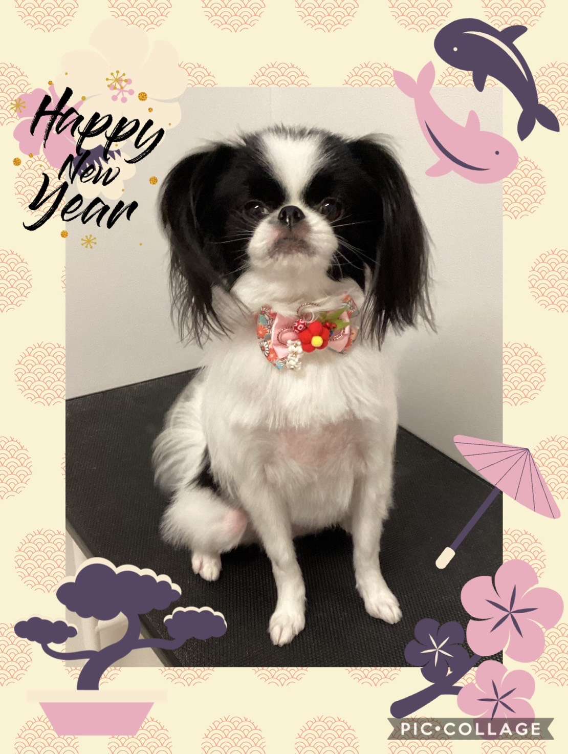 今日はパピコちゃん、マシュちゃん、あずきちゃん、ロンちゃん、かいちゃん、ソルちゃん、バロンちゃんのトリミングの紹介です【奈良のエース動物病院】