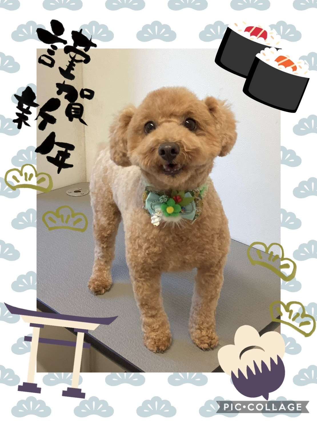 今日は蘭太ちゃん、ちろちゃん、プリンちゃん、くうちゃん、ルフィちゃん、リリィちゃんのトリミングの紹介です【奈良のエース動物病院】