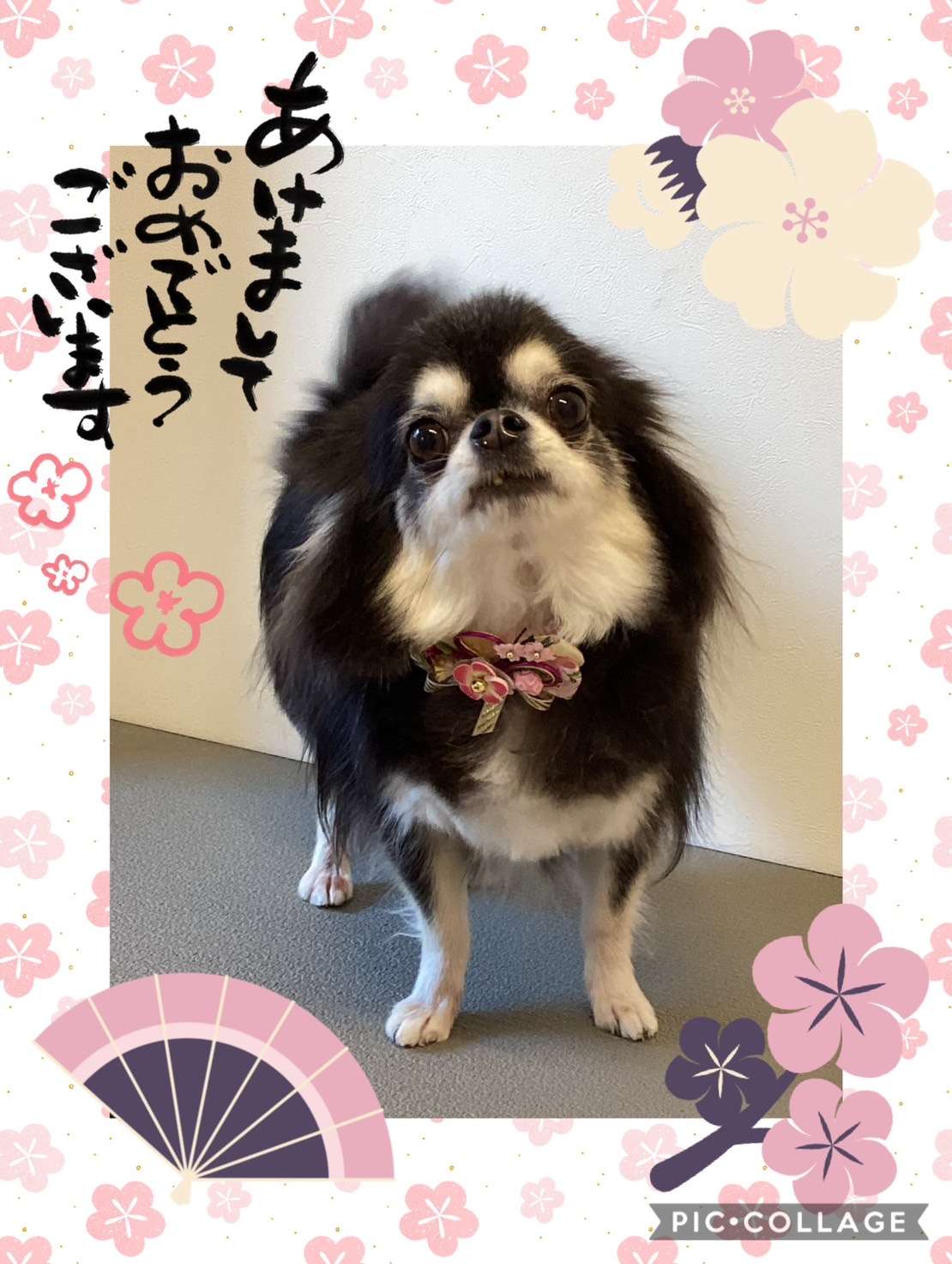 今日は鈴ちゃん、すももちゃん、メロンちゃん、マロンちゃん、陽翔ちゃん、つとむちゃん、ベリーちゃんのトリミングの紹介です【奈良のエース動物病院】