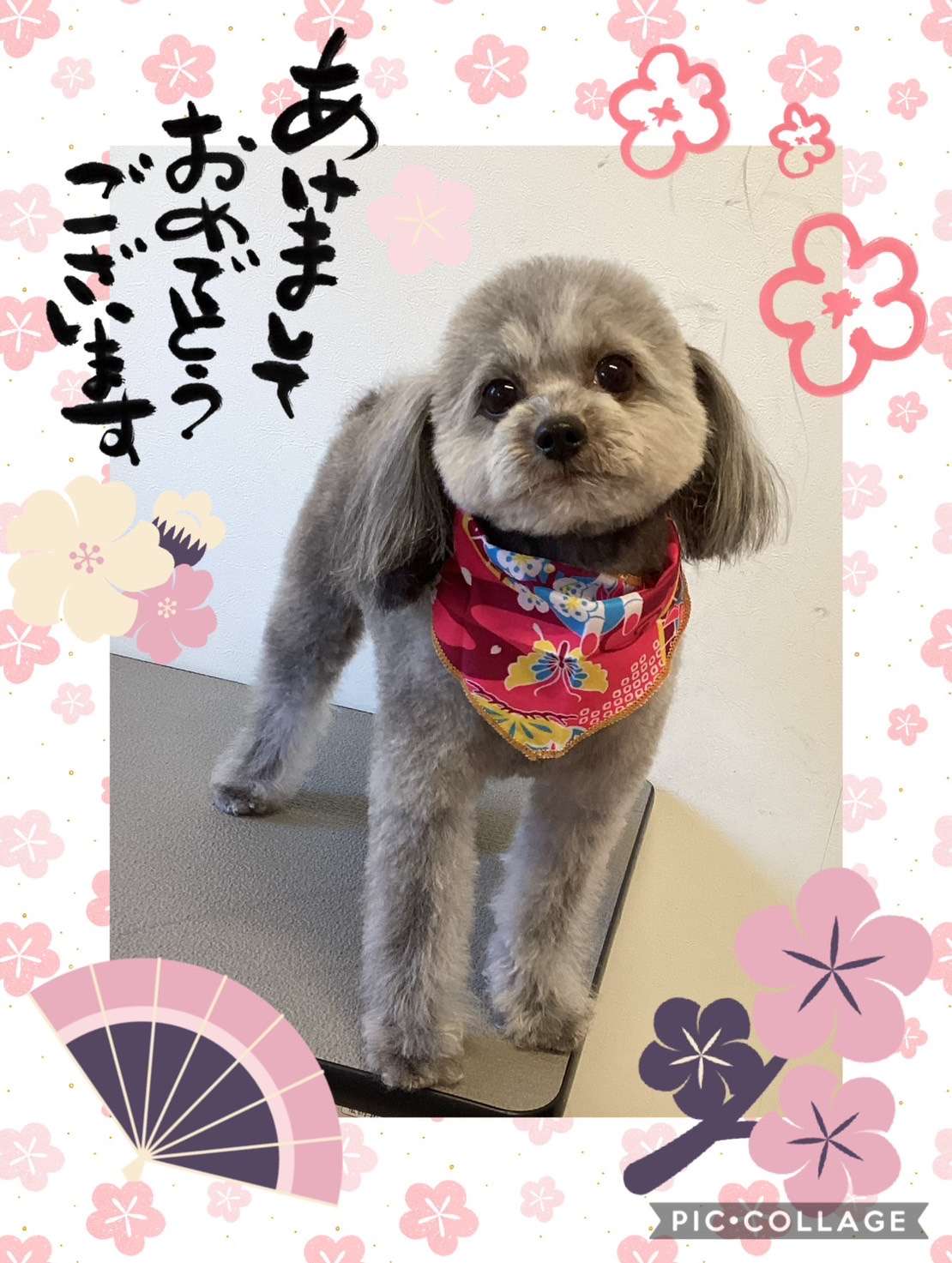 今日はめるちゃん、マロンちゃん、ノブちゃん、モコちゃん、快ちゃん、ソフィーちゃんのトリミングの紹介です【奈良のエース動物病院】