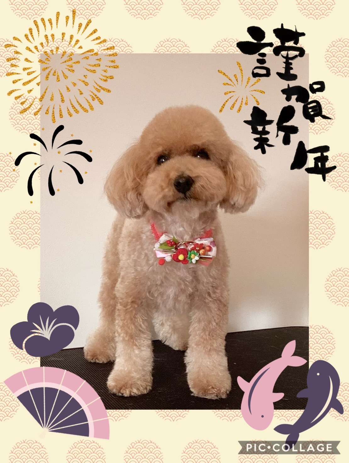 今日はあんずちゃん、ゆずちゃん、もずくちゃん、くるみちゃん、きなこちゃん、みかんちゃんのトリミングの紹介です【奈良のエース動物病院】