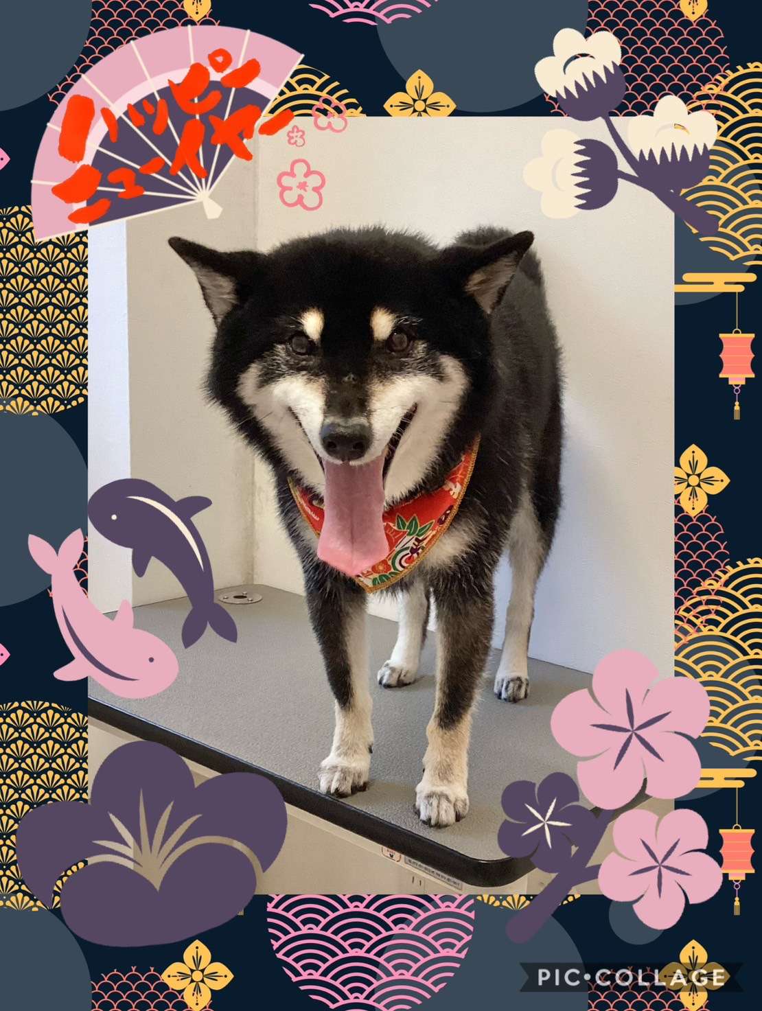 今日は銀平ちゃん、みるくちゃん、れんちゃん、ももちゃん、恋來ちゃん、あづきちゃんのトリミングの紹介です【奈良のエース動物病院】